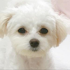 Meet your Posher, Priscilla